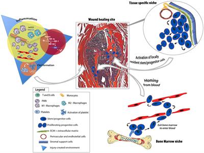 Harnessing Endogenous Cellular Mechanisms for Bone Repair